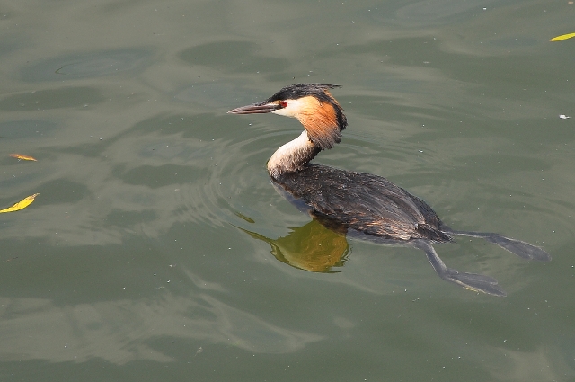 great crested grebe, grebes-3.jpg - GREAT CRESTED GREBE - RADIPOLE, DORSET - 3.6.09